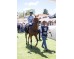  Carrera: P.Valderas Monta: V.Janacek Caballo: Octans
